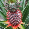 aparticularpineapple